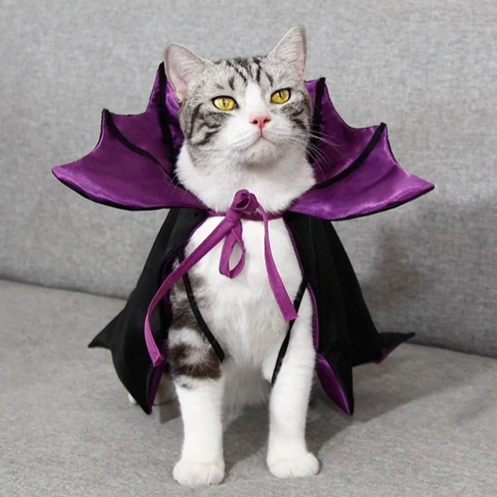Adorable cat in a Halloween cat costume bat cloak with purple accents for festive celebrations