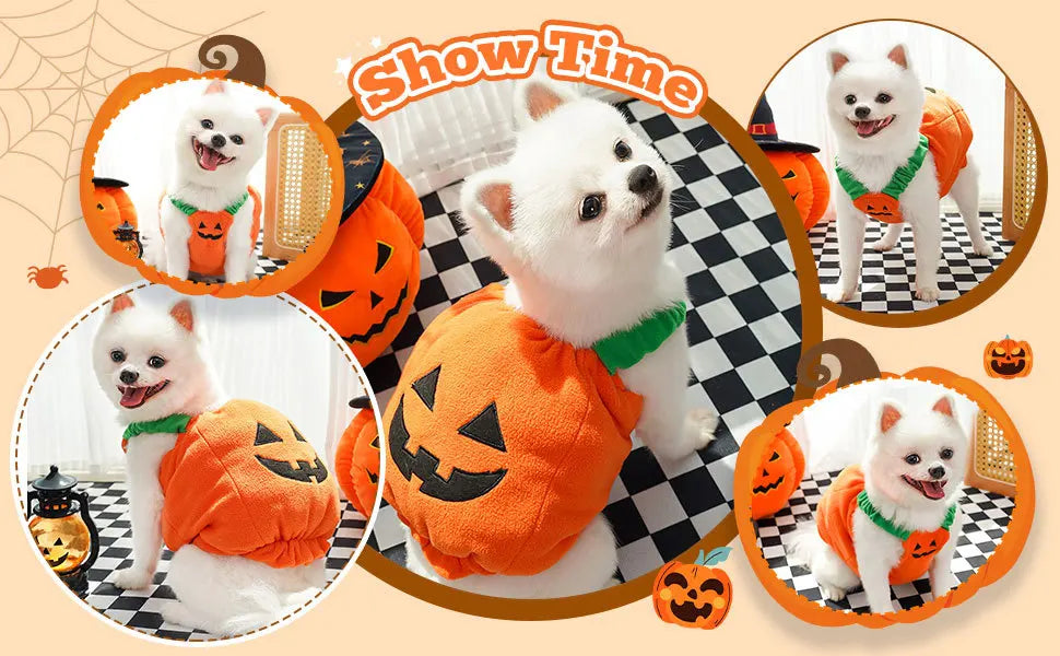 Adorable dog in a pumpkin Halloween Christmas dog costume with a smiling expression and Halloween decorations