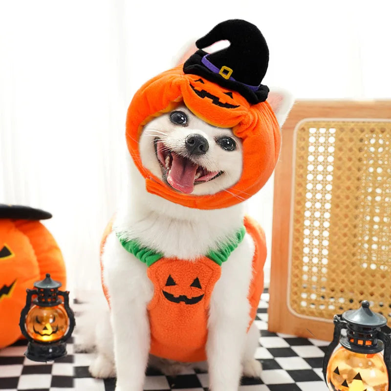 Adorable dog in a pumpkin Halloween Christmas dog costume with a witch hat and smiling face