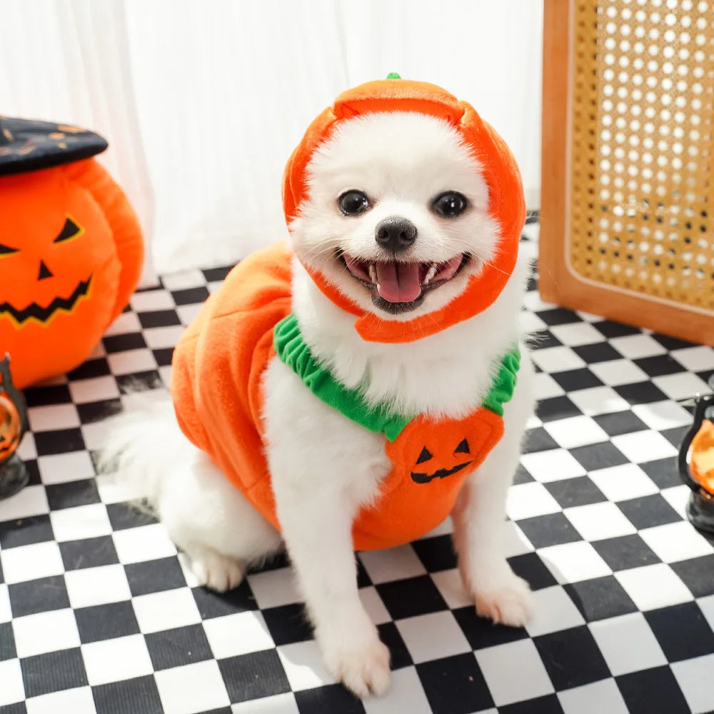 Adorable dog in a Halloween Christmas dog costume with pumpkin design, perfect for festive celebrations