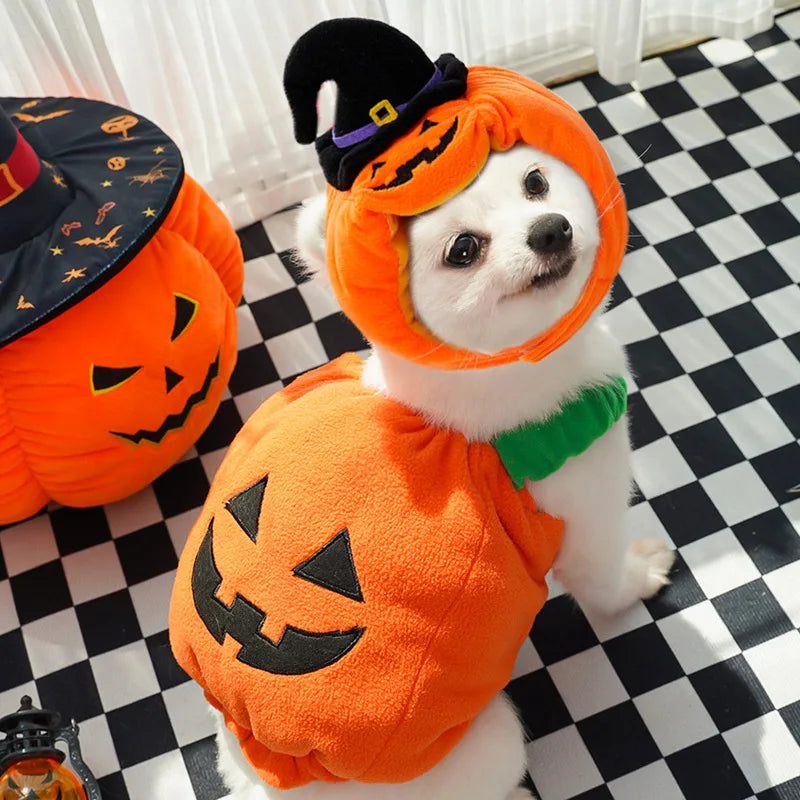 Cute dog in a pumpkin Halloween Christmas dog costume with a witch hat and green collar