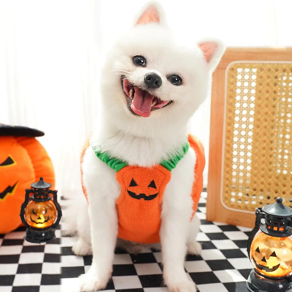 Adorable dog in a pumpkin costume perfect for Halloween Christmas dog costume celebrations