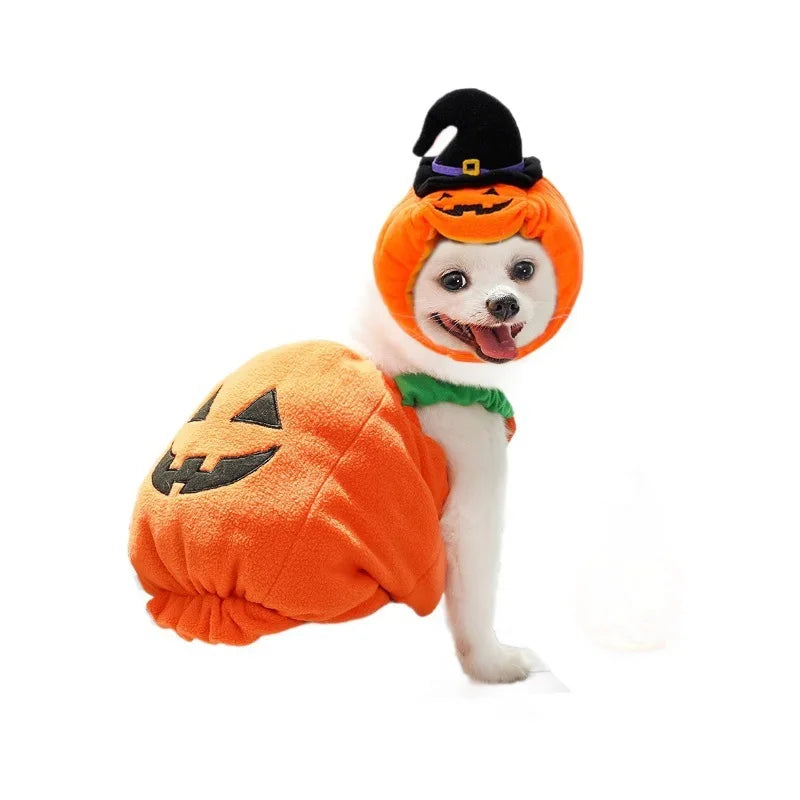 Adorable dog in a Halloween Christmas dog costume featuring a pumpkin design and witch hat