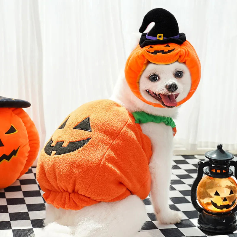 Cute white dog in a pumpkin Halloween Christmas dog costume with a witch hat and smiling happily