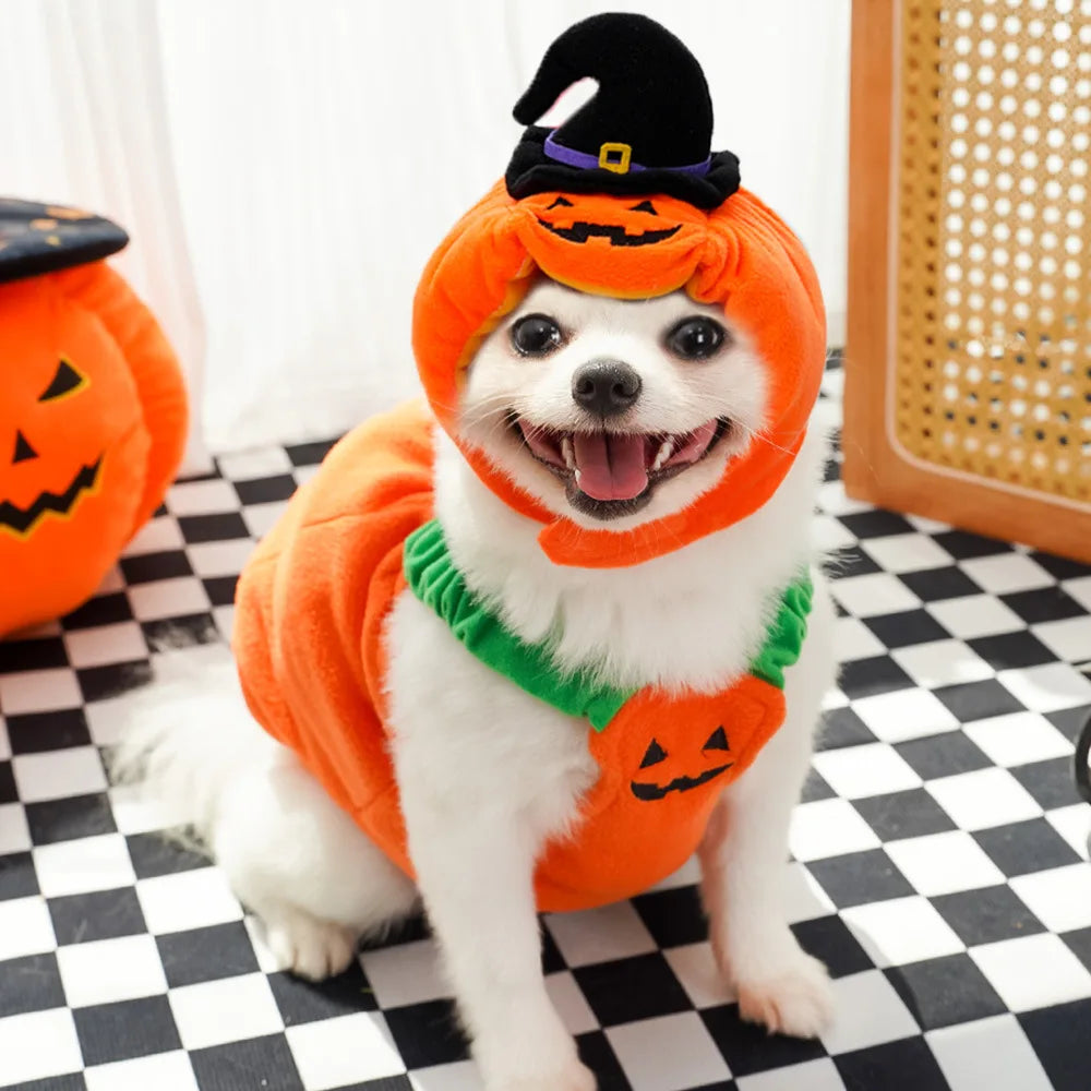 Cute dog in Halloween Christmas dog costume featuring orange pumpkin design and witch hat
