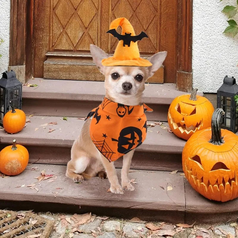 Halloween dog costume set featuring a cute dog in an orange bandana and witch hat with pumpkins