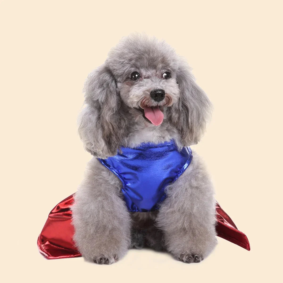 Adorable dog dressed in a superhero Halloween dog costume with blue top and red cape