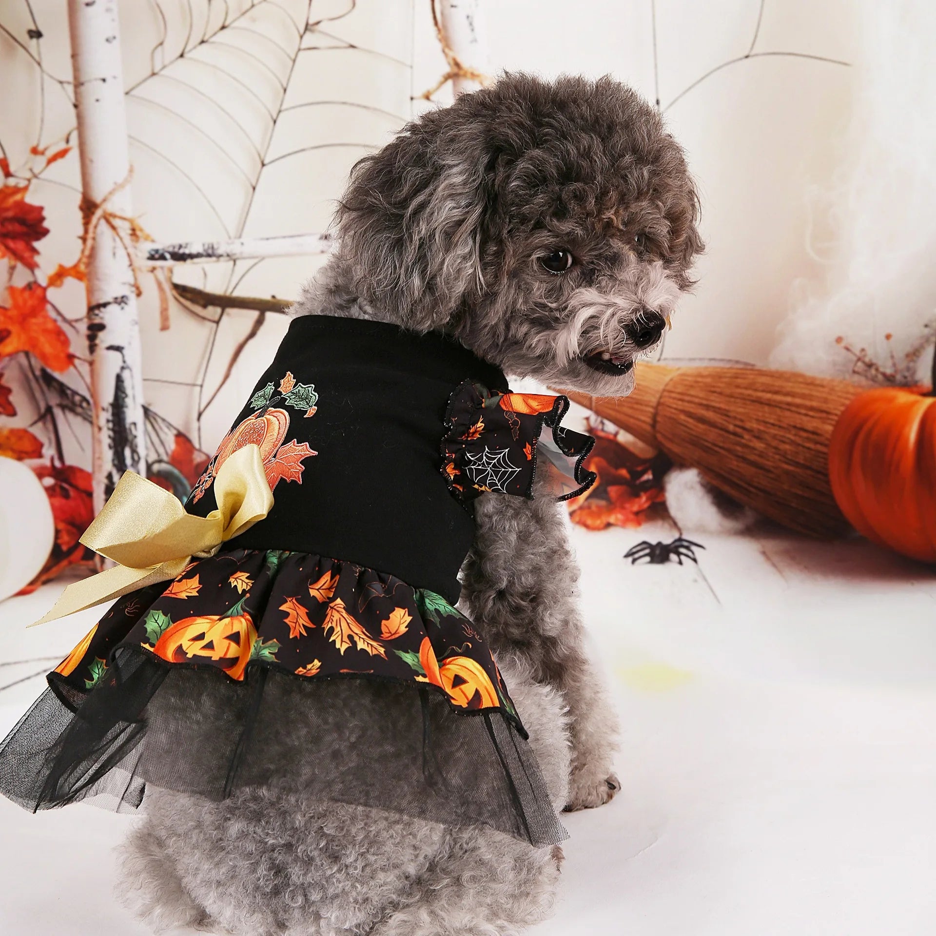 Cute black Halloween dog costume with pumpkin and spider web design for festive pets