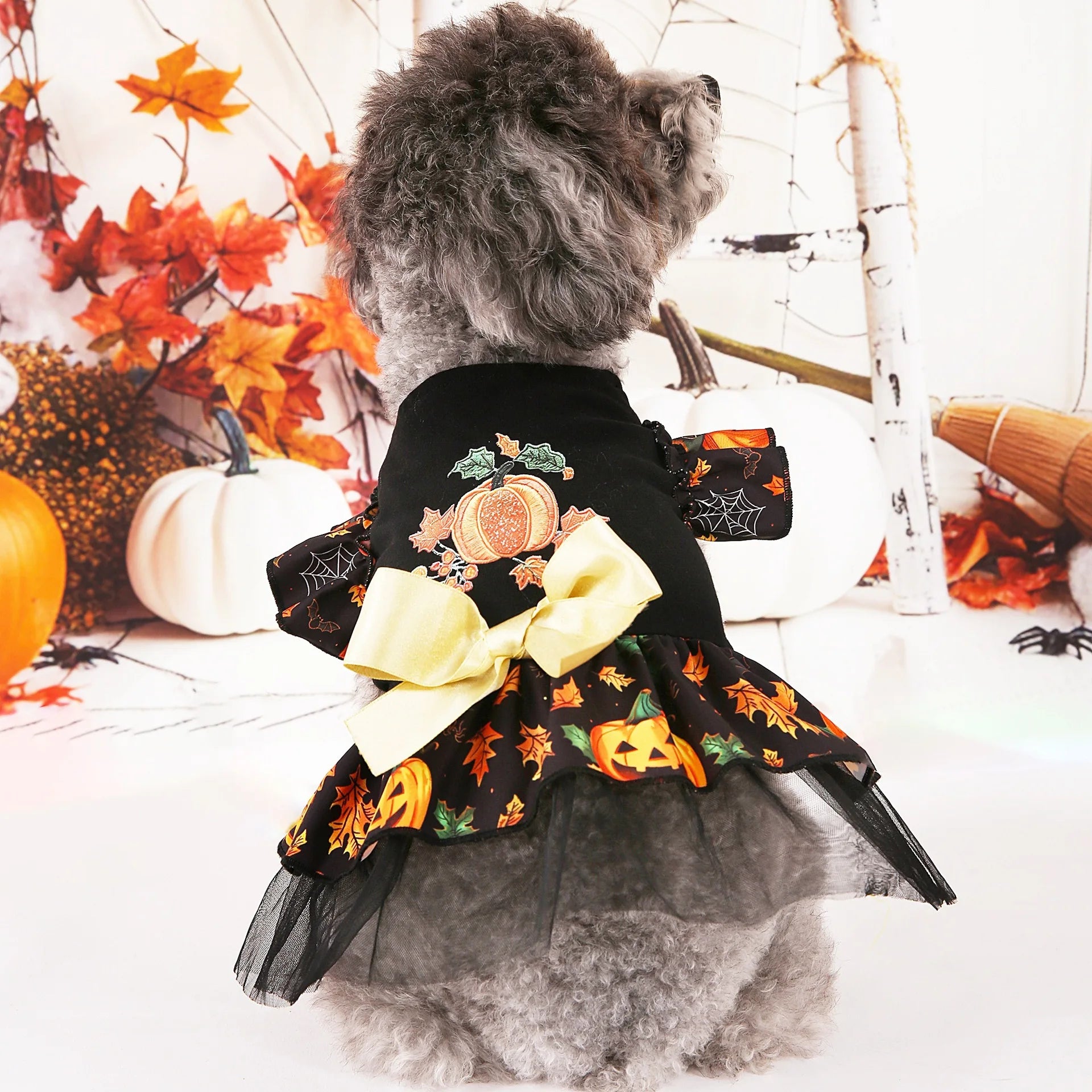 Adorable Halloween dog costumes featuring a black dress with pumpkins and a bow for festive celebrations