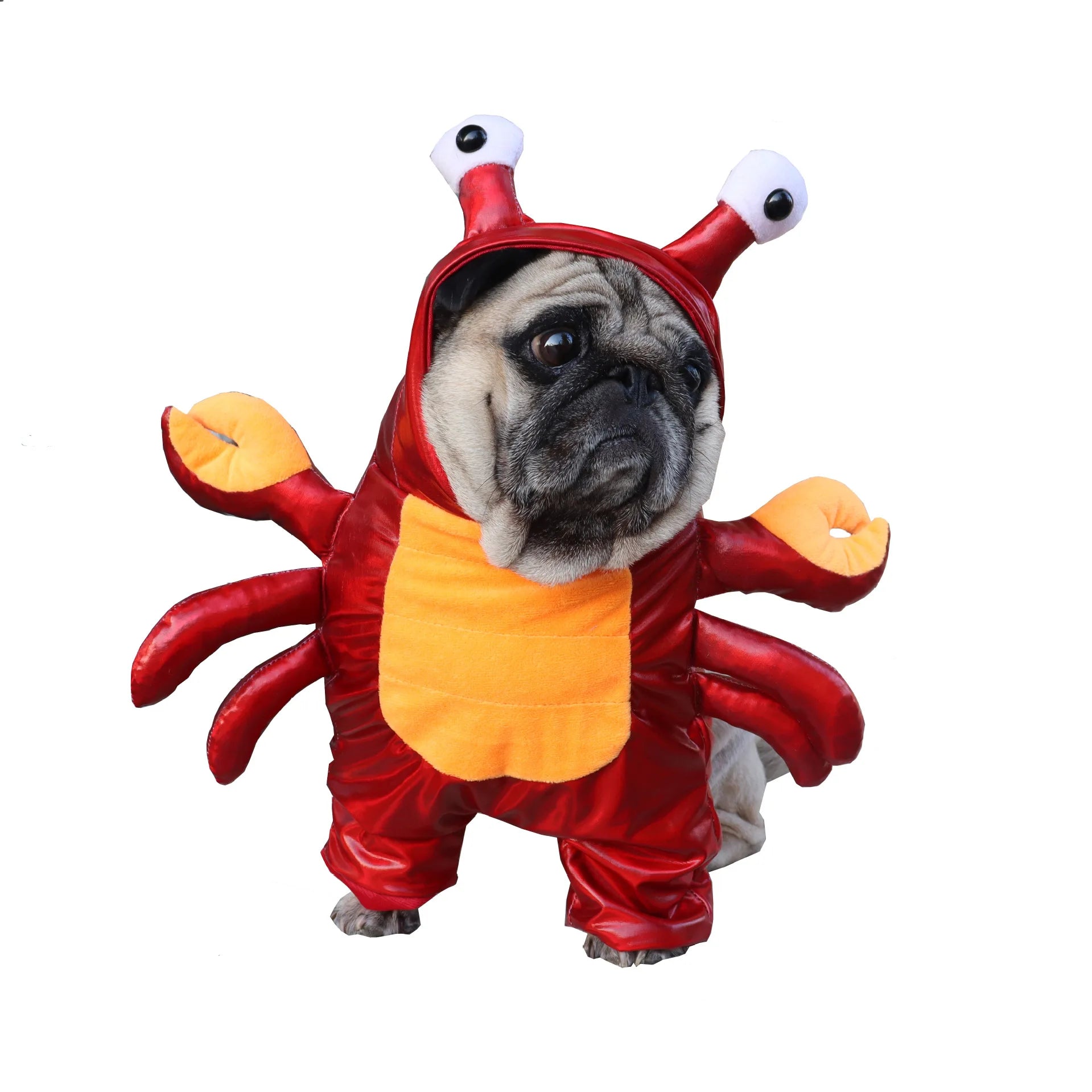 Pug wearing a Halloween dog crab costume with cartoonish eyes and vibrant red claws