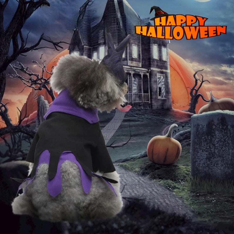 Adorable dog wearing a Halloween dog witch costume with purple accents against a spooky backdrop