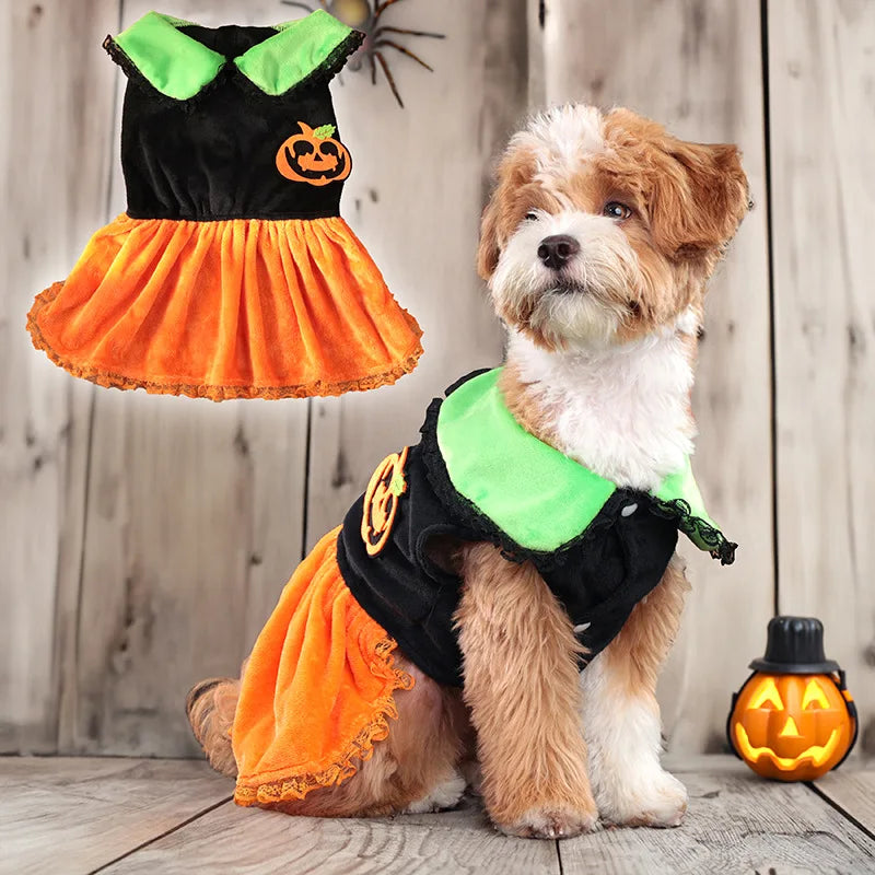 Cute dog in a Halloween party clothing for dogs featuring a pumpkin design and orange skirt