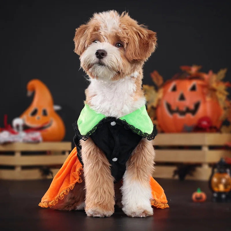 Adorable dog dressed in Halloween party clothing for dogs with a witch costume and vibrant colors