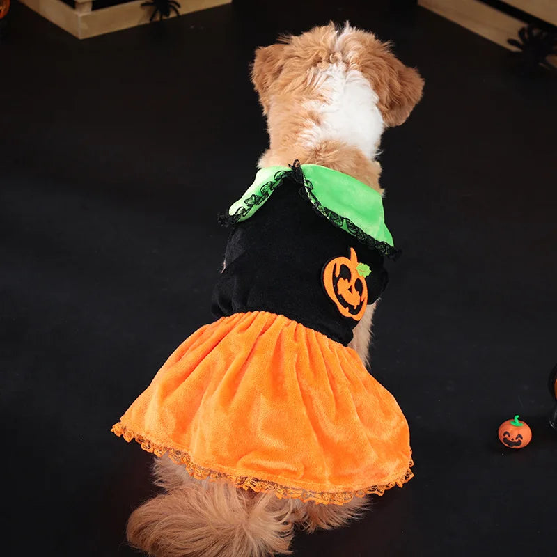Cute dog dressed in Halloween party clothing for dogs with pumpkin design and vibrant orange skirt