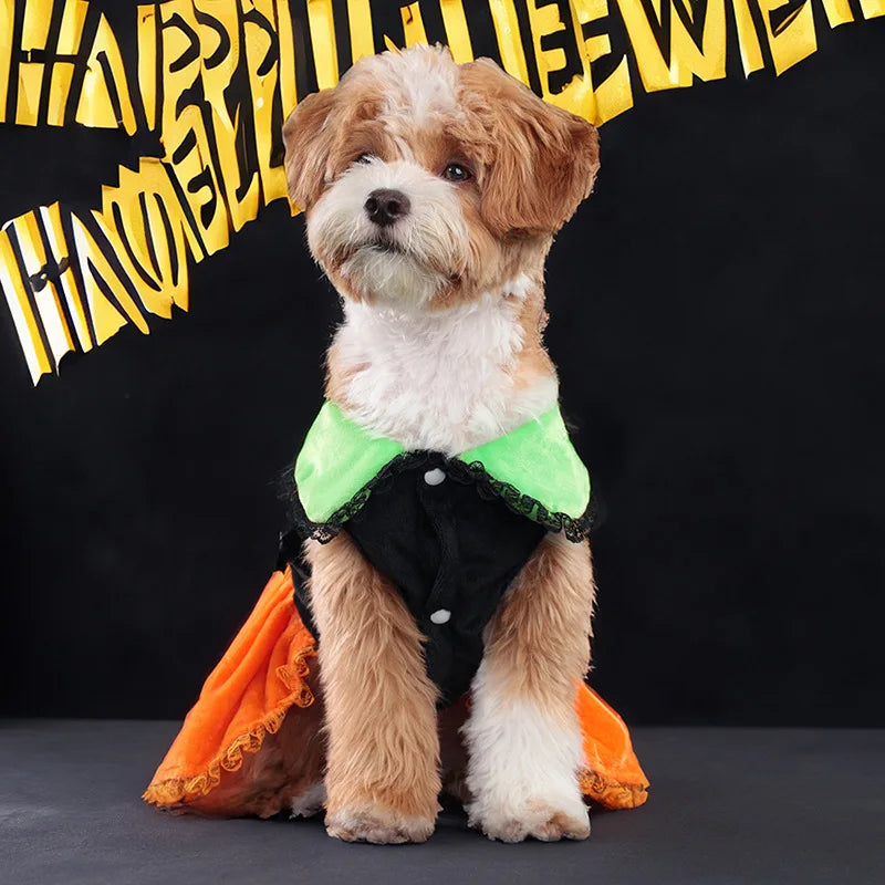 Cute dog wearing Halloween party clothing for dogs with orange cape and black vest for festive fun