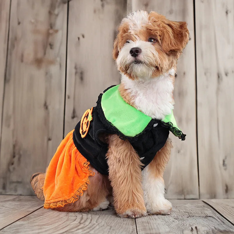 Cute dog in a pumpkin-themed costume for Halloween party clothing for dogs with vibrant colors