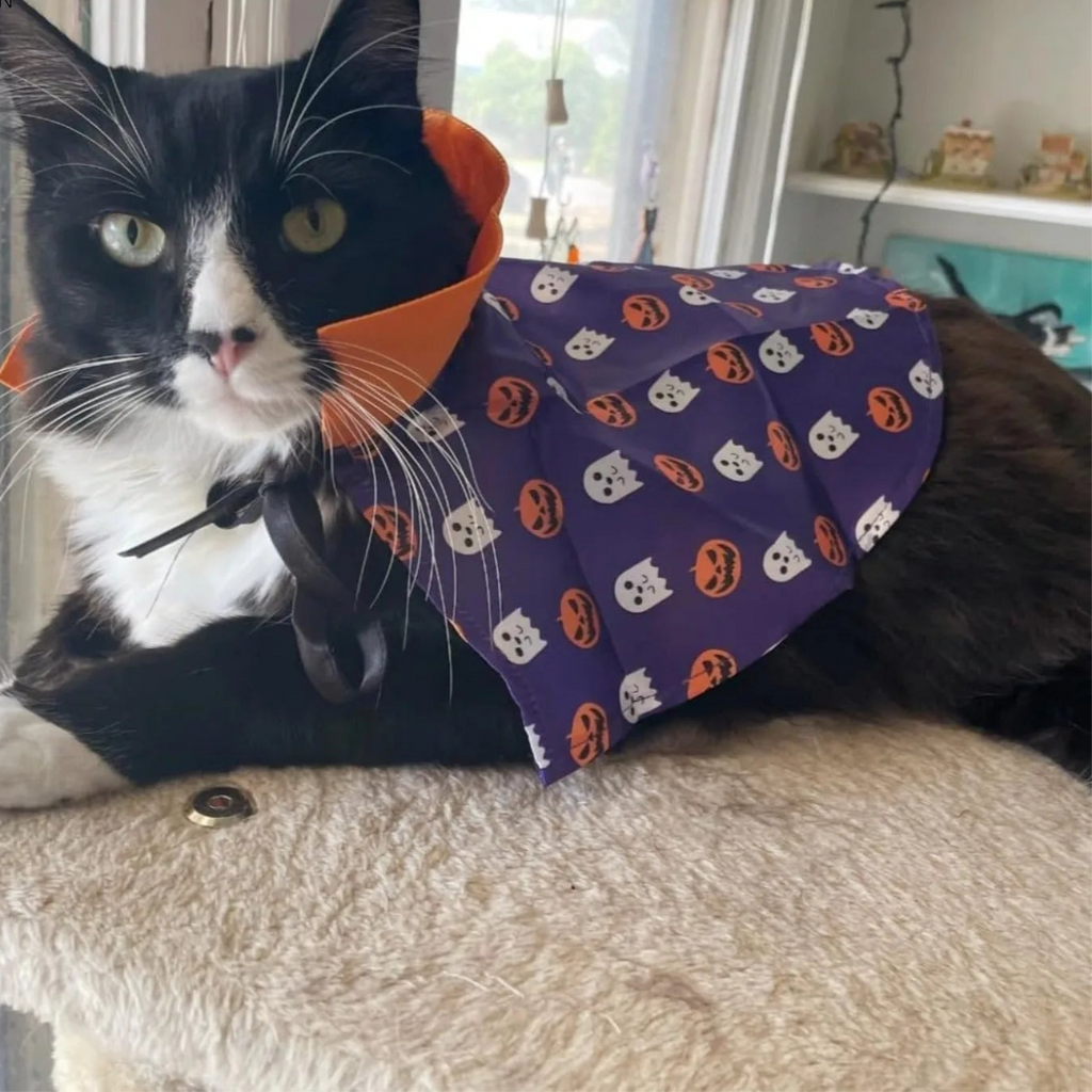 Cute black and white cat wearing a Halloween pet costume for cats and dogs featuring ghost patterns