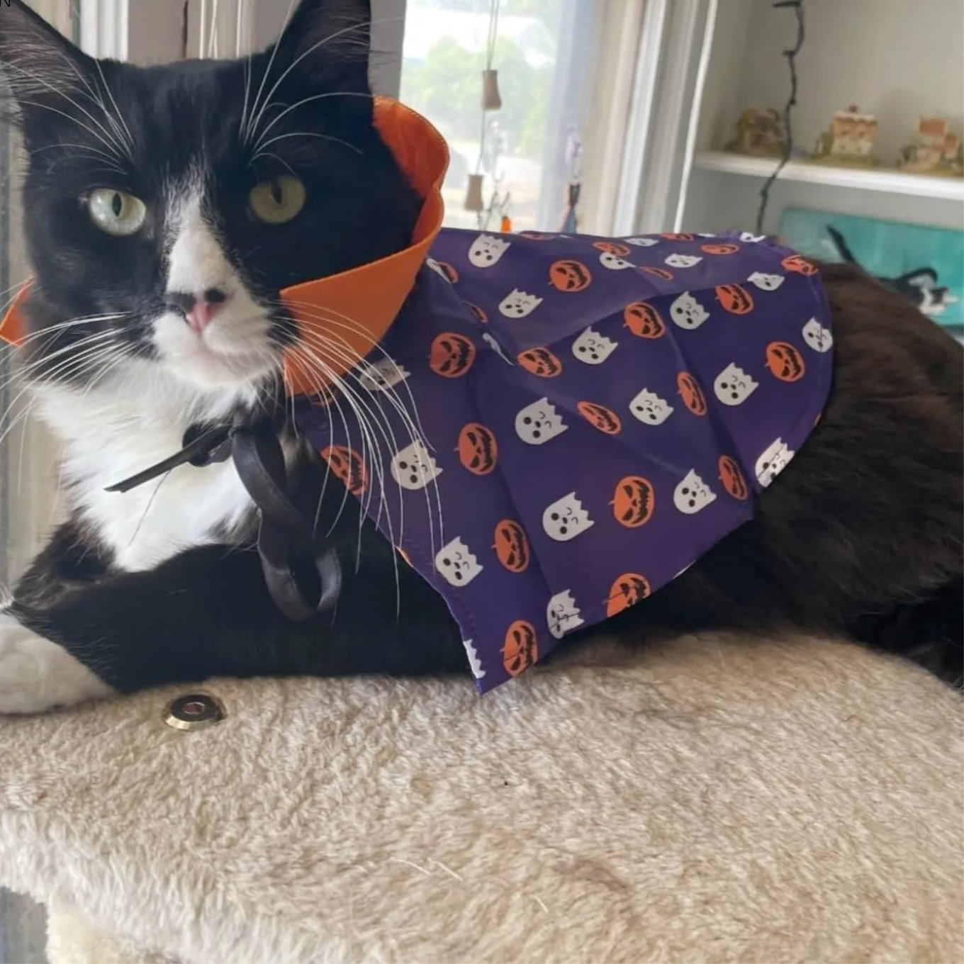Cute black and white cat wearing a Halloween pet costume for cats and dogs featuring ghost patterns