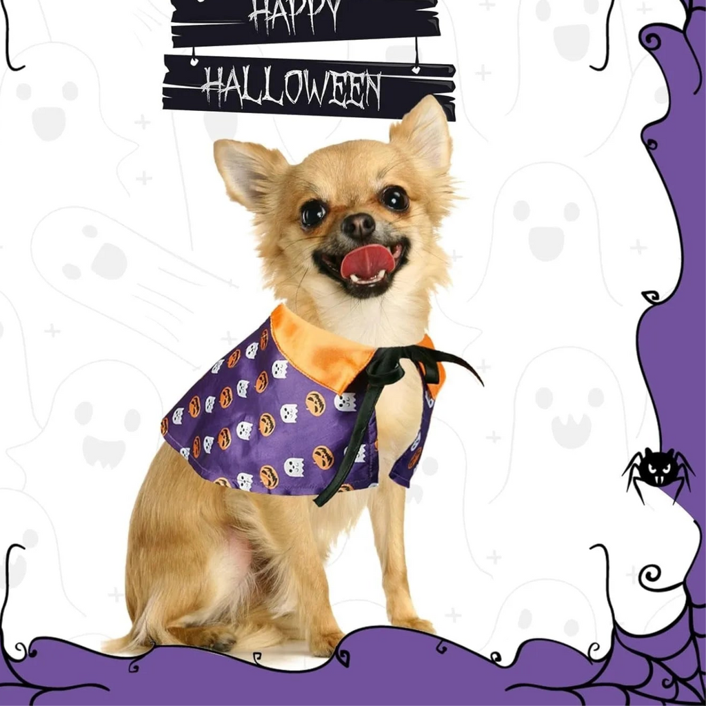 Adorable Chihuahua in a Halloween pet costume for cats and dogs with orange collar and purple design