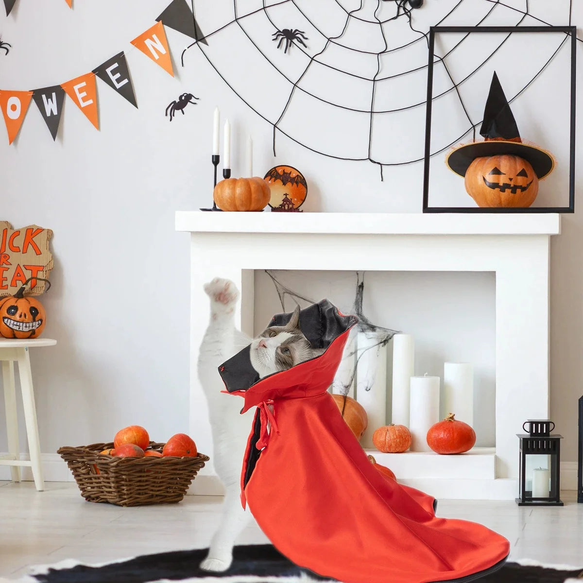 Small dog in a red Halloween costume with a black cape for Halloween pet costumes for small dogs