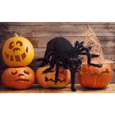 Black cat wearing Halloween spider costume for pets beside carved pumpkins for Halloween decorations