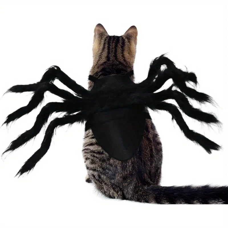 Adorable cat wearing a Halloween spider costume for pets with eight furry legs