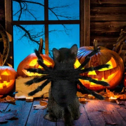 Cute pet wearing a Halloween spider costume for pets with spider legs, set against carved pumpkins