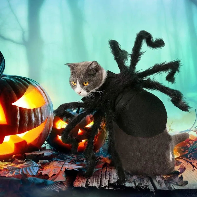 Gray cat in a Halloween spider costume for pets with furry legs and a black body, surrounded by carved pumpkins