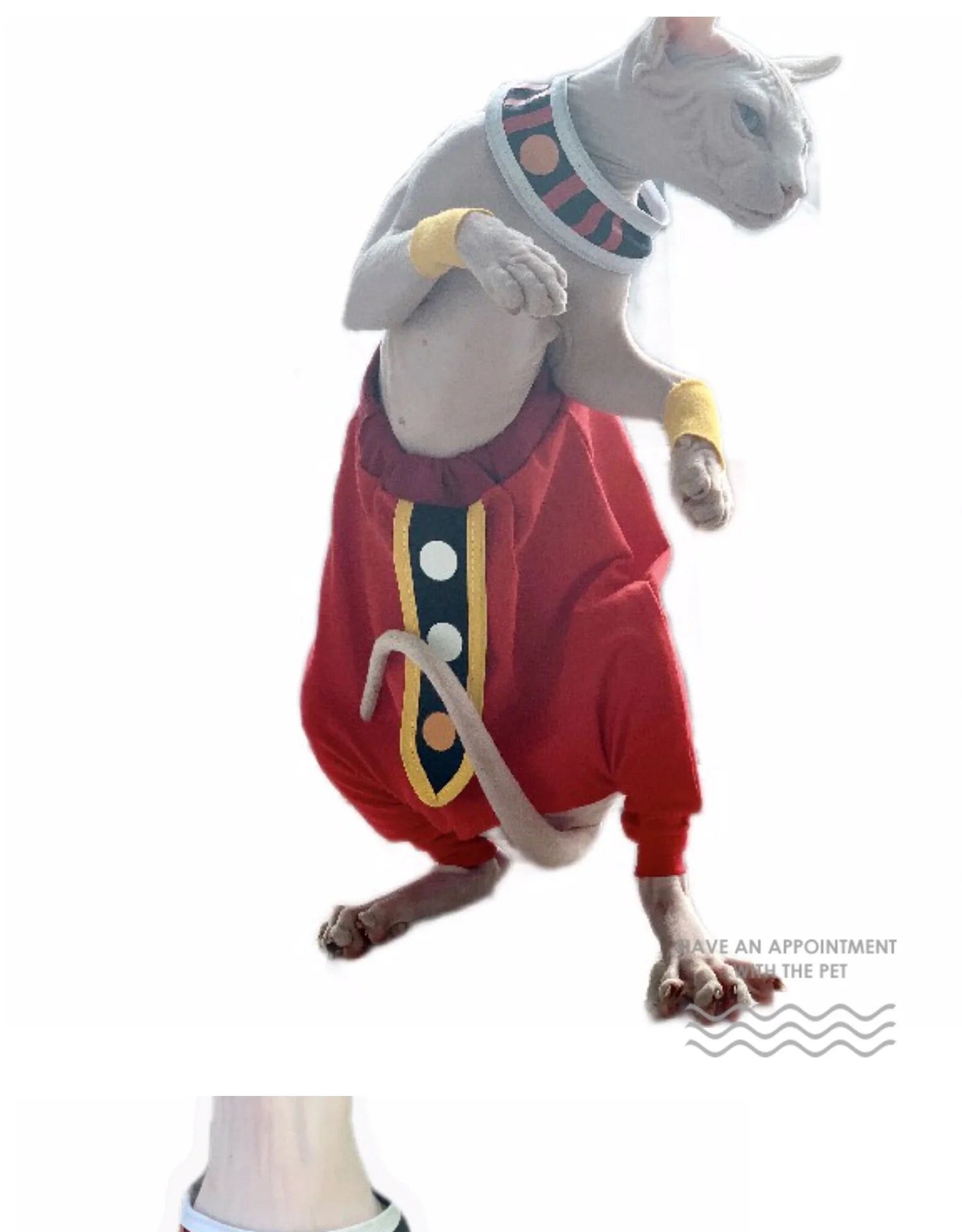 Handmade sphynx cat clothes featuring a vibrant red outfit with decorative collar and arm bands