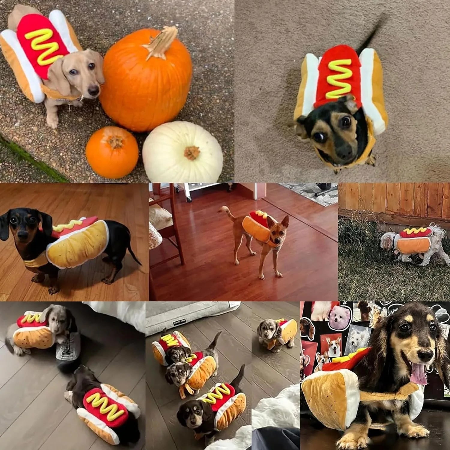 Adorable dogs in hot dog dog costumes surrounded by pumpkins and decor for festive gatherings