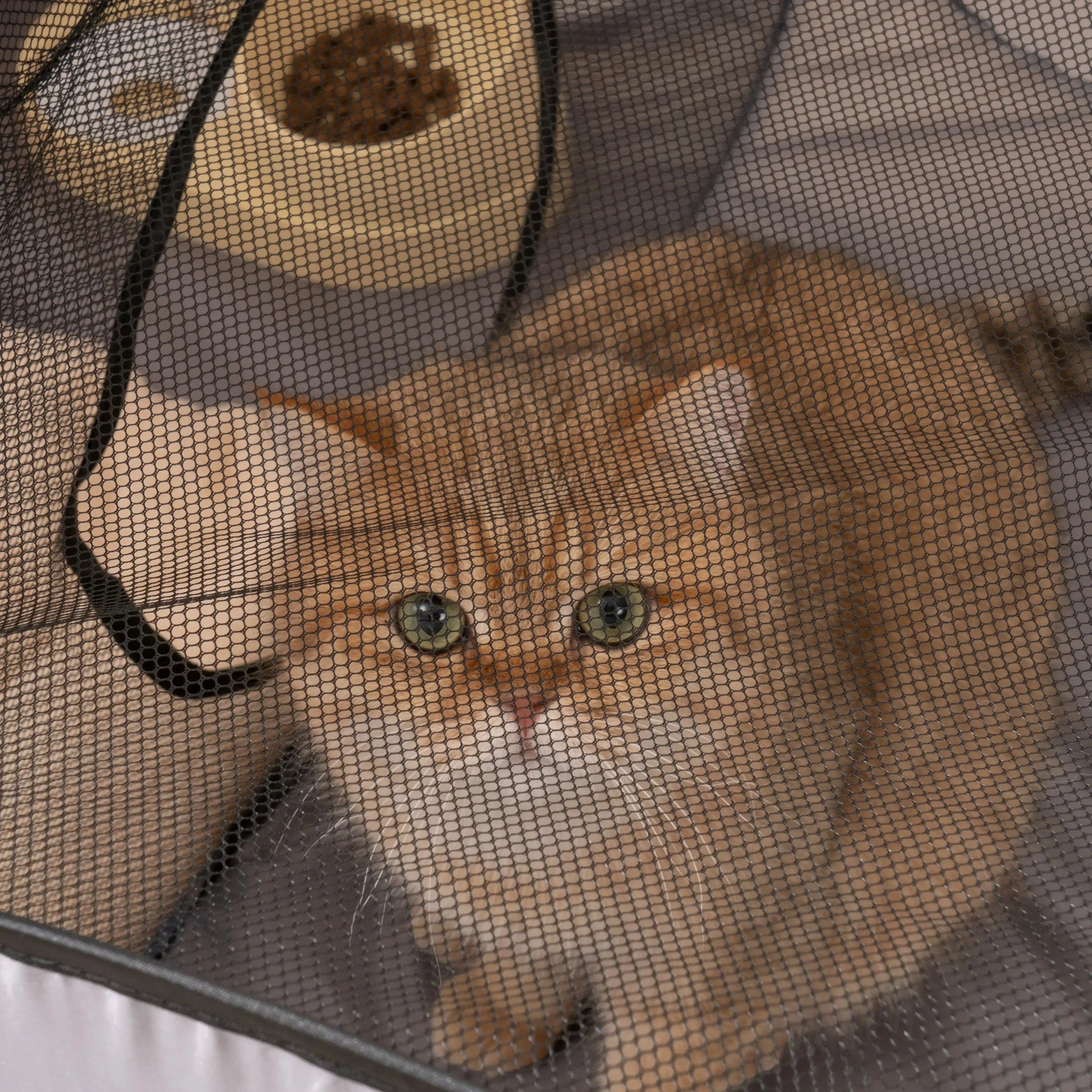 Indoor pet play tunnel with nest featuring a playful cat inside a cozy environment