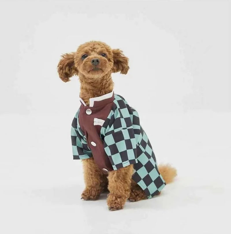 Adorable dog in a stylish Japanese dog kimono costume with a checkered design in teal and brown