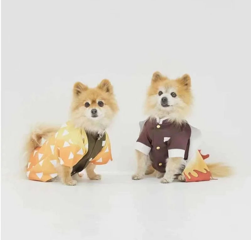 Two Pomeranians in colorful Japanese dog kimono costume for playful and festive pet occasions