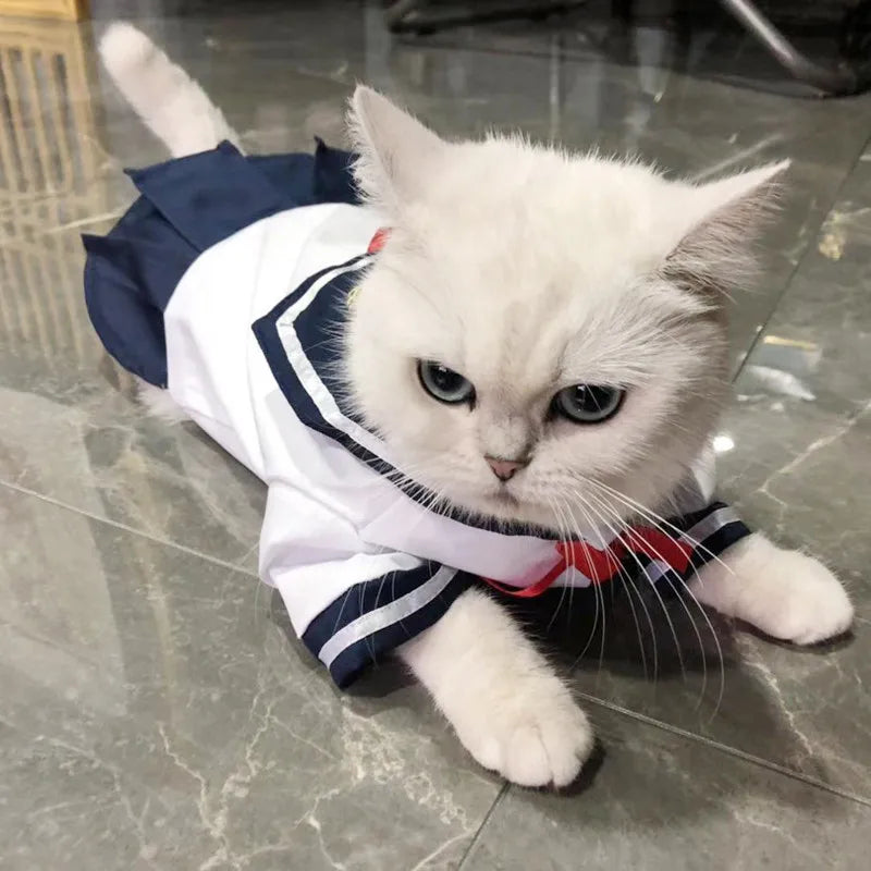 Cute white cat wearing a Japanese pet school uniform for cats with a sailor collar