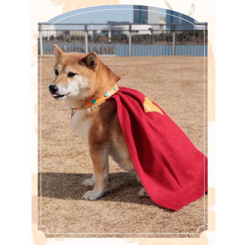 Shiba Inu wearing a Krypto Superdog cosplay outfit with a red cape and colorful collar
