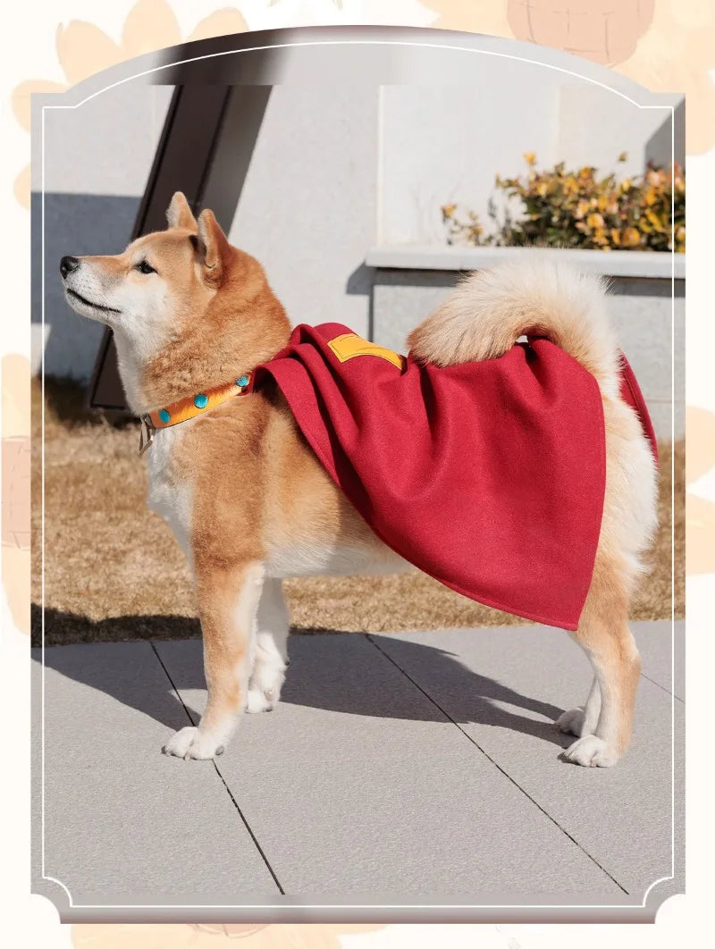 Shiba Inu dog wearing a Krypto Superdog cosplay outfit with a red cape and colorful collar