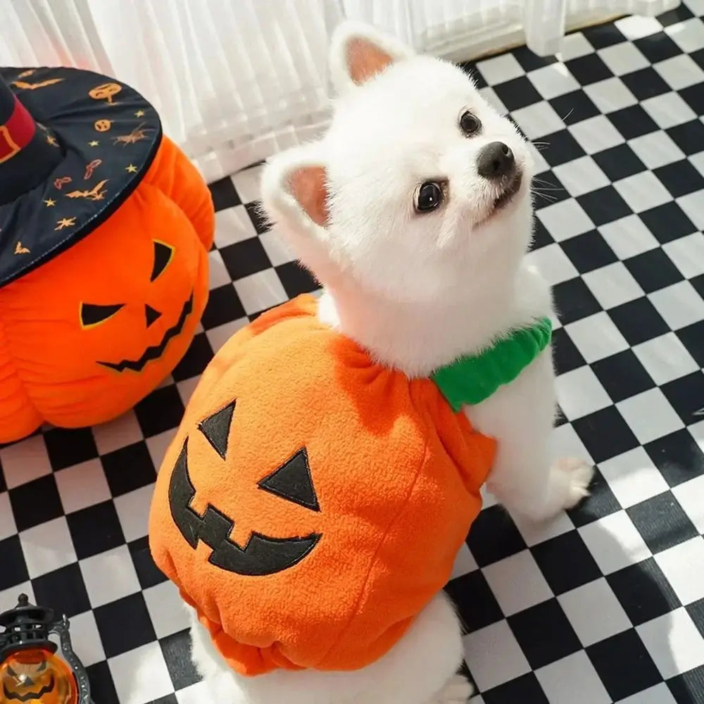 Cute dog in a pumpkin costume for Halloween by Zoomies & Co with a smiling expression