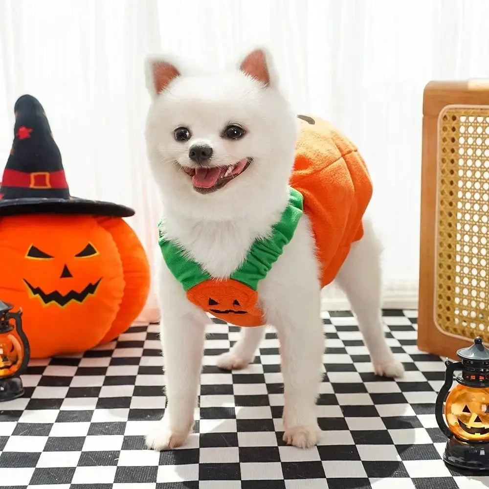 Adorable dog wearing a pumpkin costume Halloween with a green collar, surrounded by festive decorations