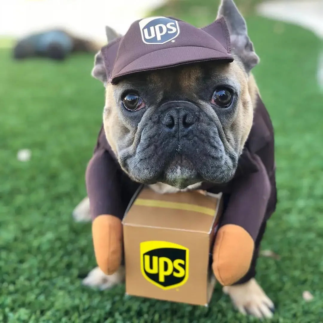 Adorable dog dressed in a pet courier costume for dogs holding a UPS box on green grass