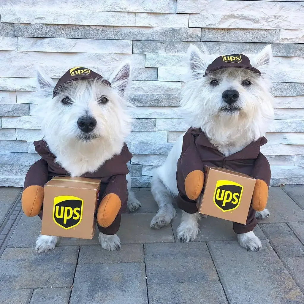 Two dogs in UPS pet courier costume for dogs holding cardboard boxes for playful delivery theme