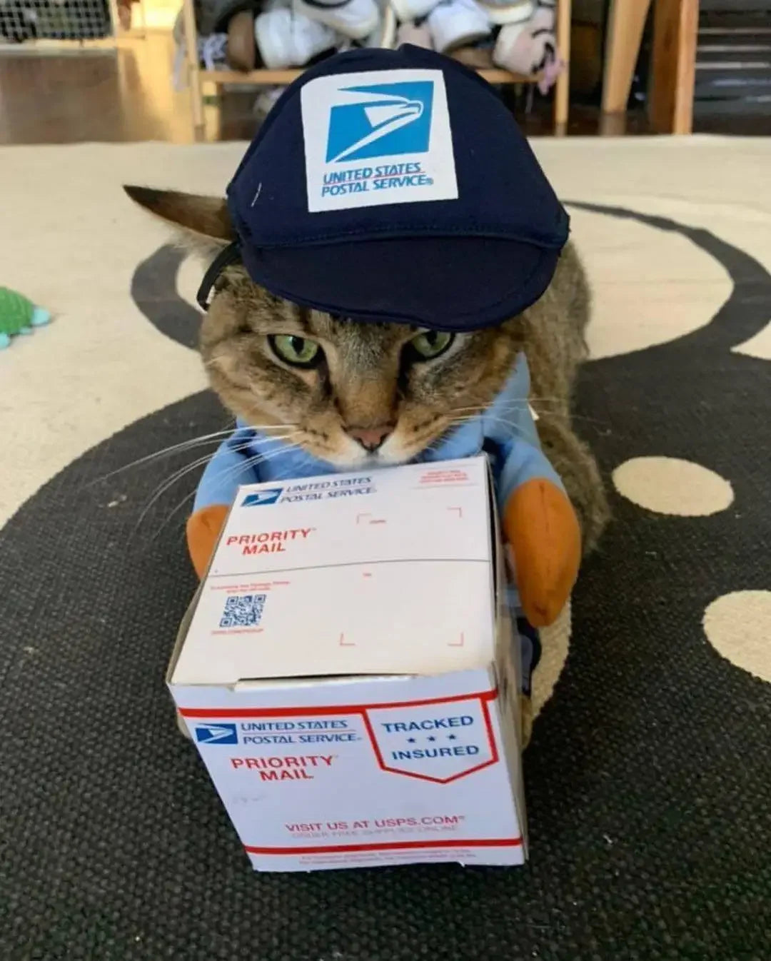 Adorable dog in a pet courier costume for dogs with a postal hat and box, ready to deliver