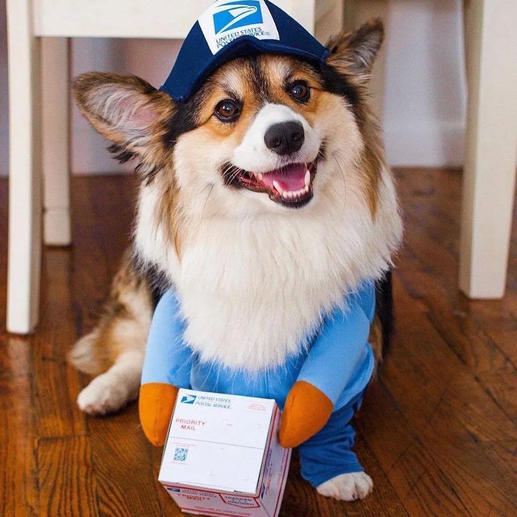 Dog in pet courier costume for dogs with a mail package and courier hat, smiling happily