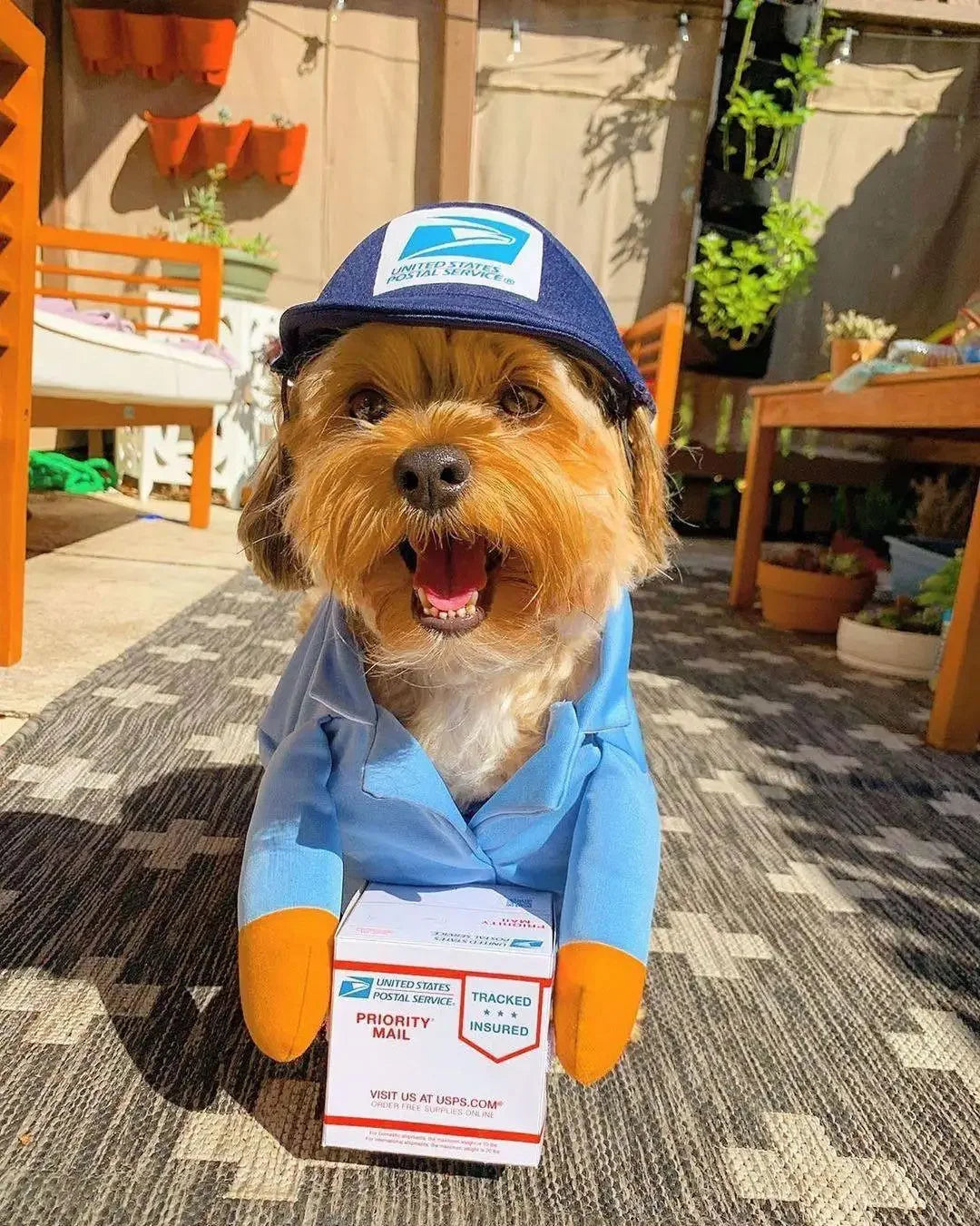 Adorable dog dressed in a pet courier costume for dogs with a postal package and cap