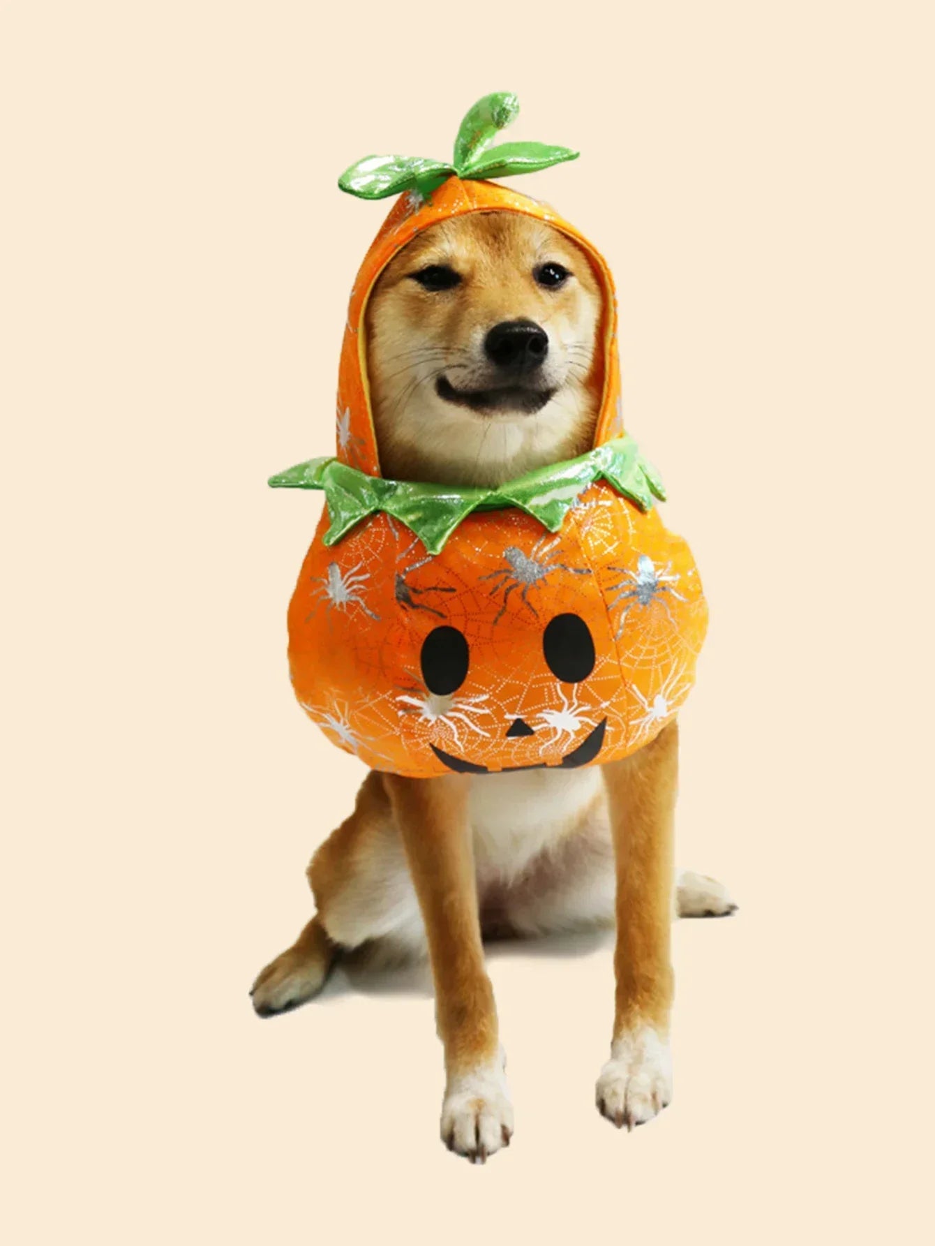 Adorable dog wearing a pet pumpkin Halloween costume with spider accents and a green leaf hat