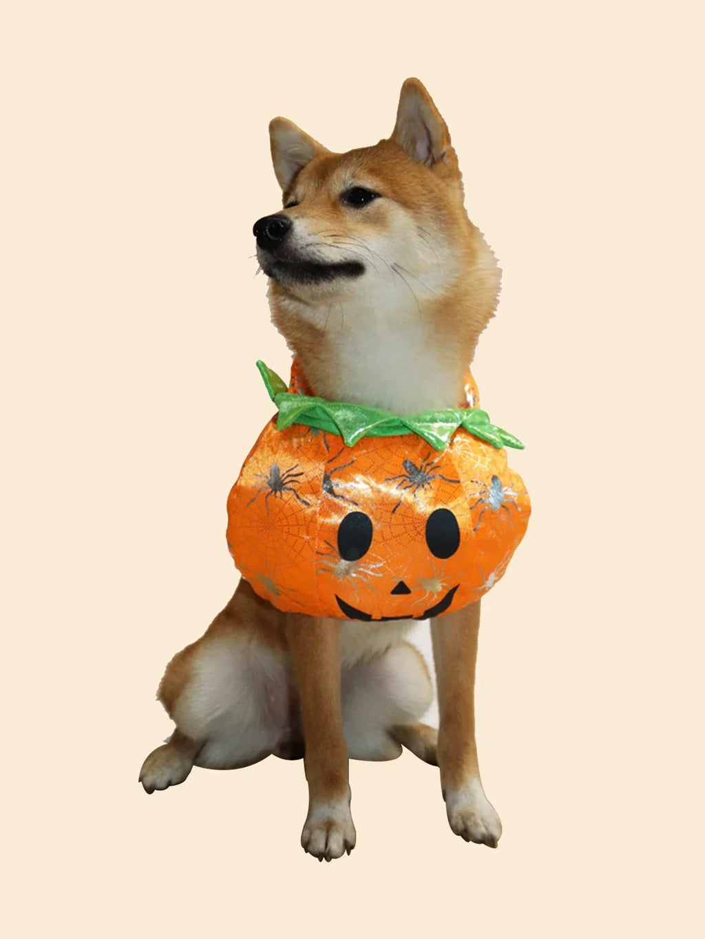 Cute Shiba Inu in a pet pumpkin Halloween costume with a smiling jack-o-lantern design