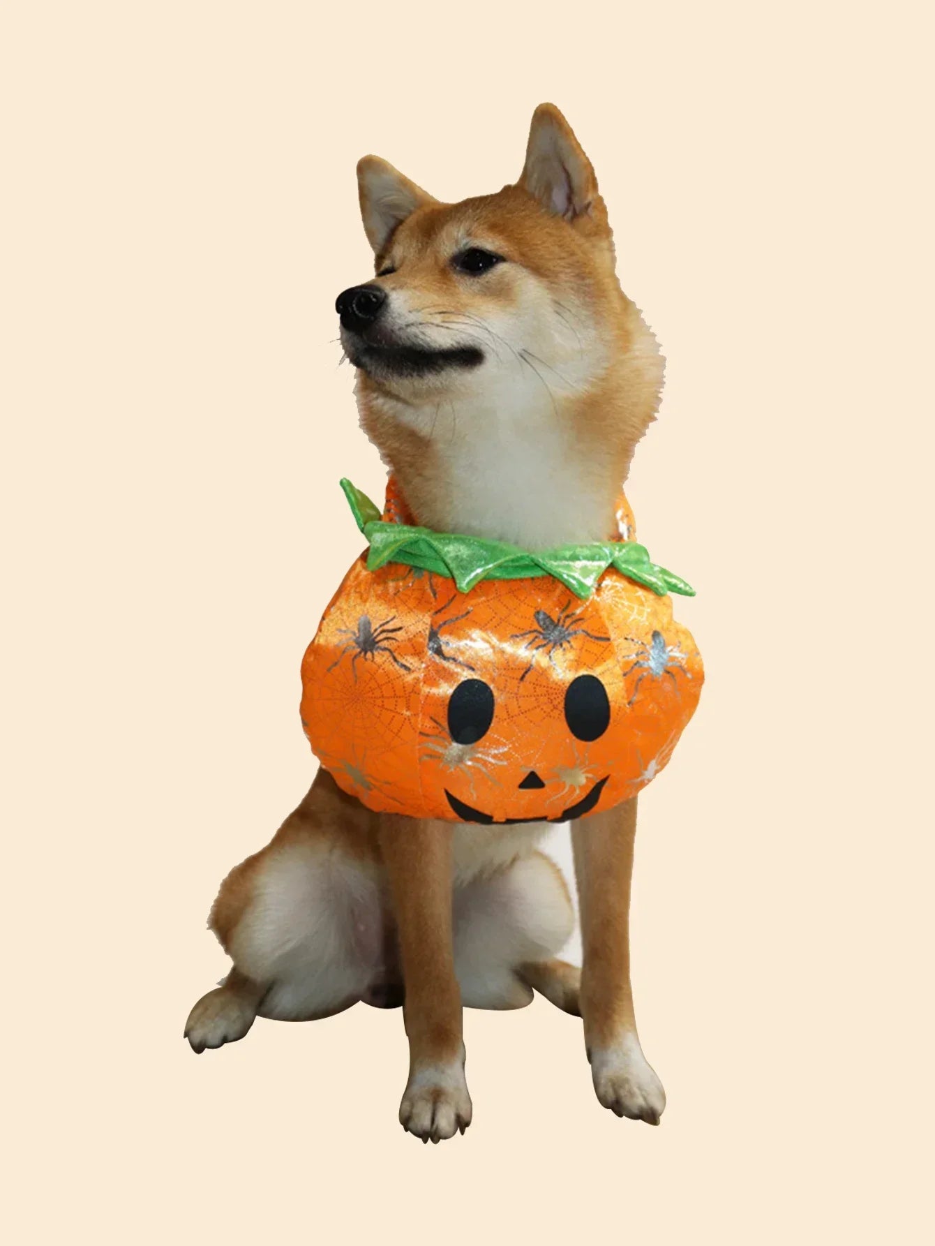 Cute Shiba Inu in a pet pumpkin Halloween costume with a smiling jack-o-lantern design