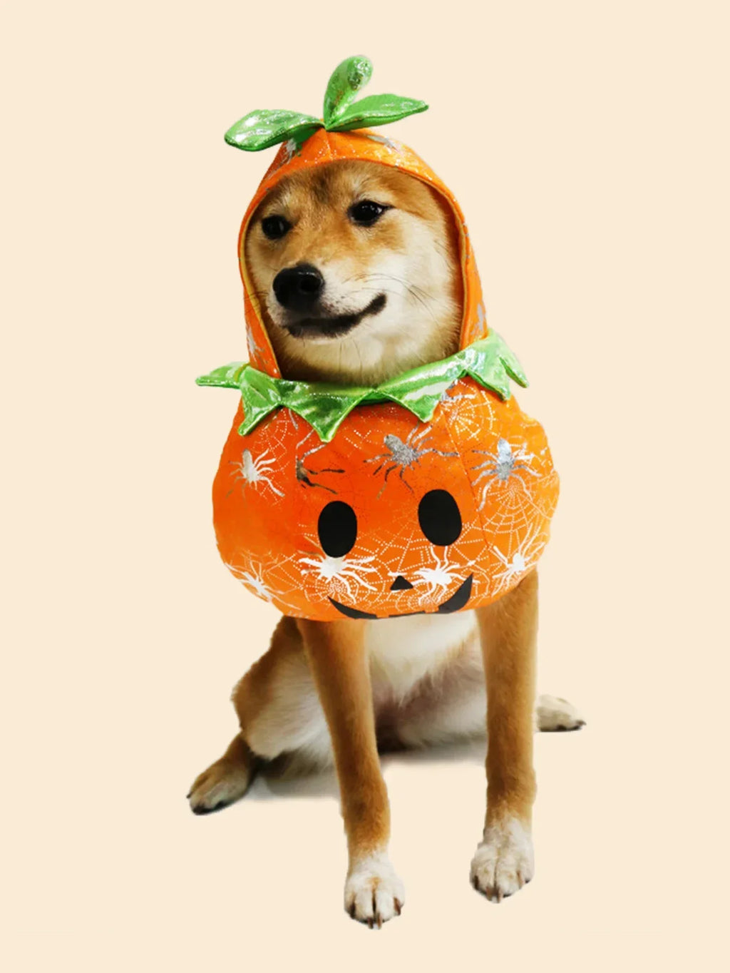 Adorable dog wearing a pet pumpkin Halloween costume with a cute design and green accents
