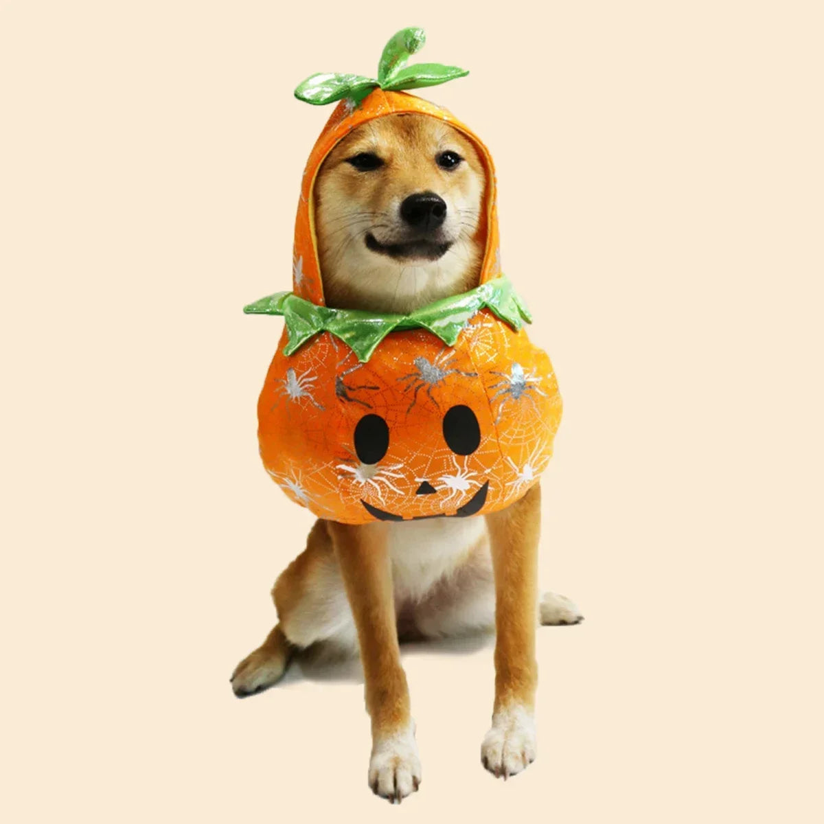 Adorable dog wearing a pet pumpkin halloween costume with a fun green stem and spider design