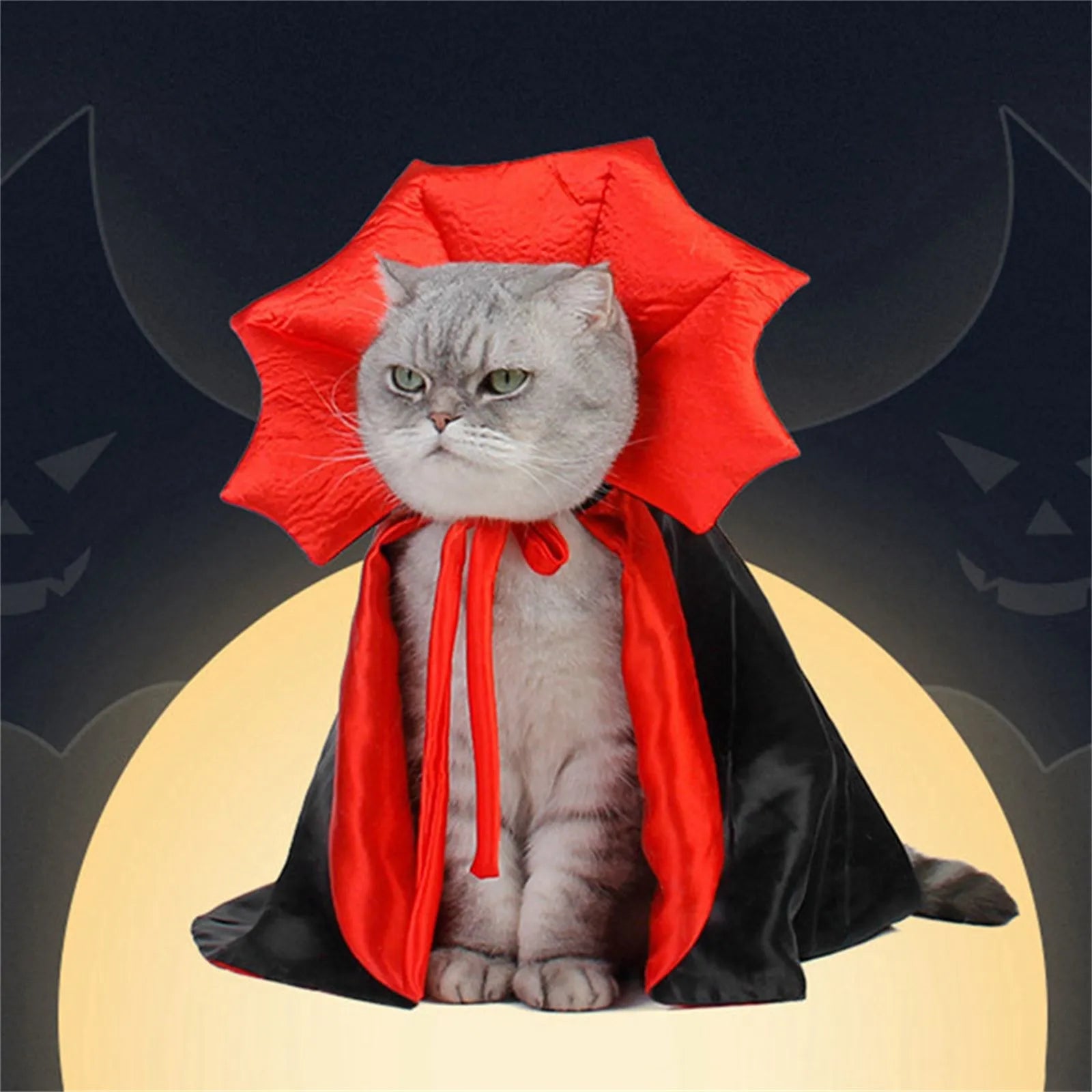 Cat wearing a pet vampire cloak for Halloween with a red collar and black cape