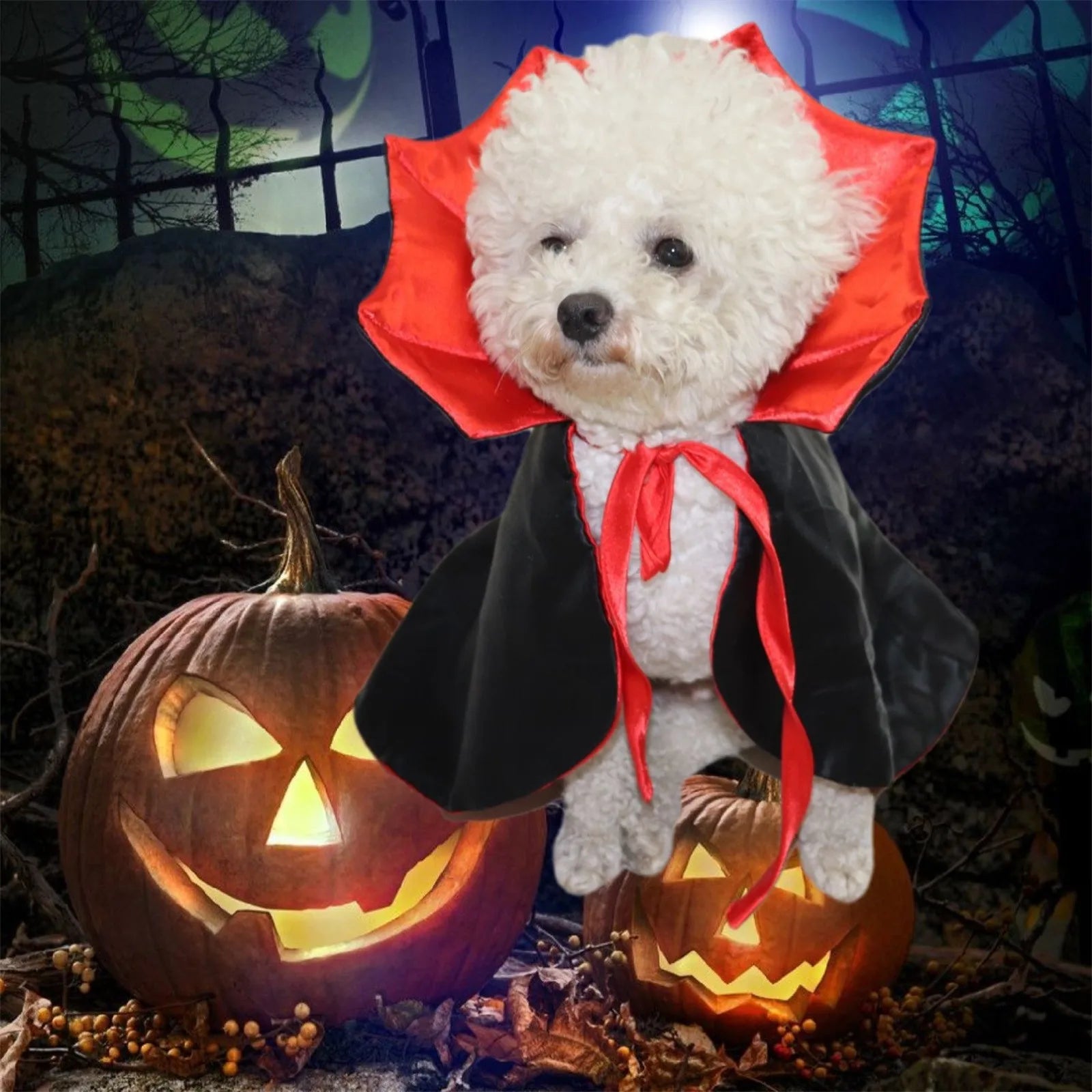 Adorable dog in a pet vampire cloak for Halloween with red accents and a black cape